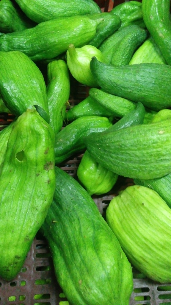 Pepino de guiso