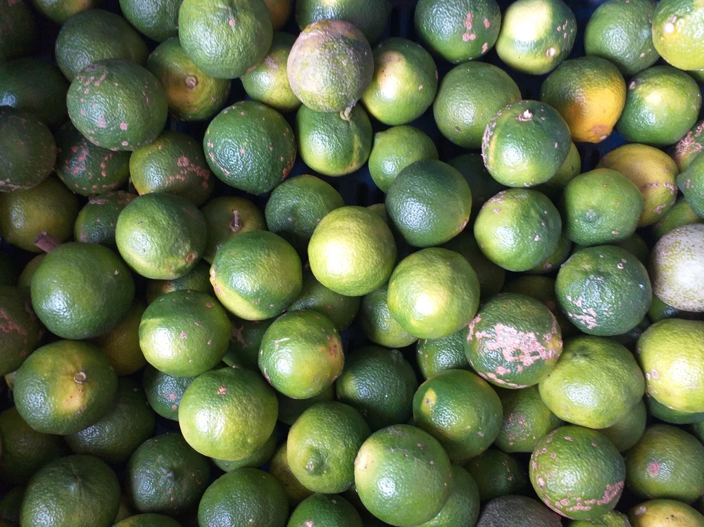 Limon mandarino