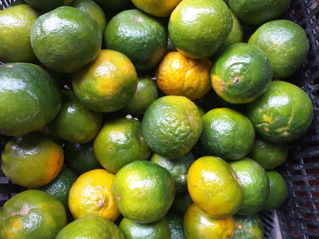 Mandarina oneca