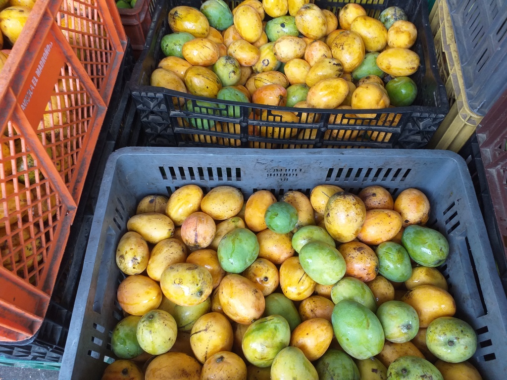 Mango criollo