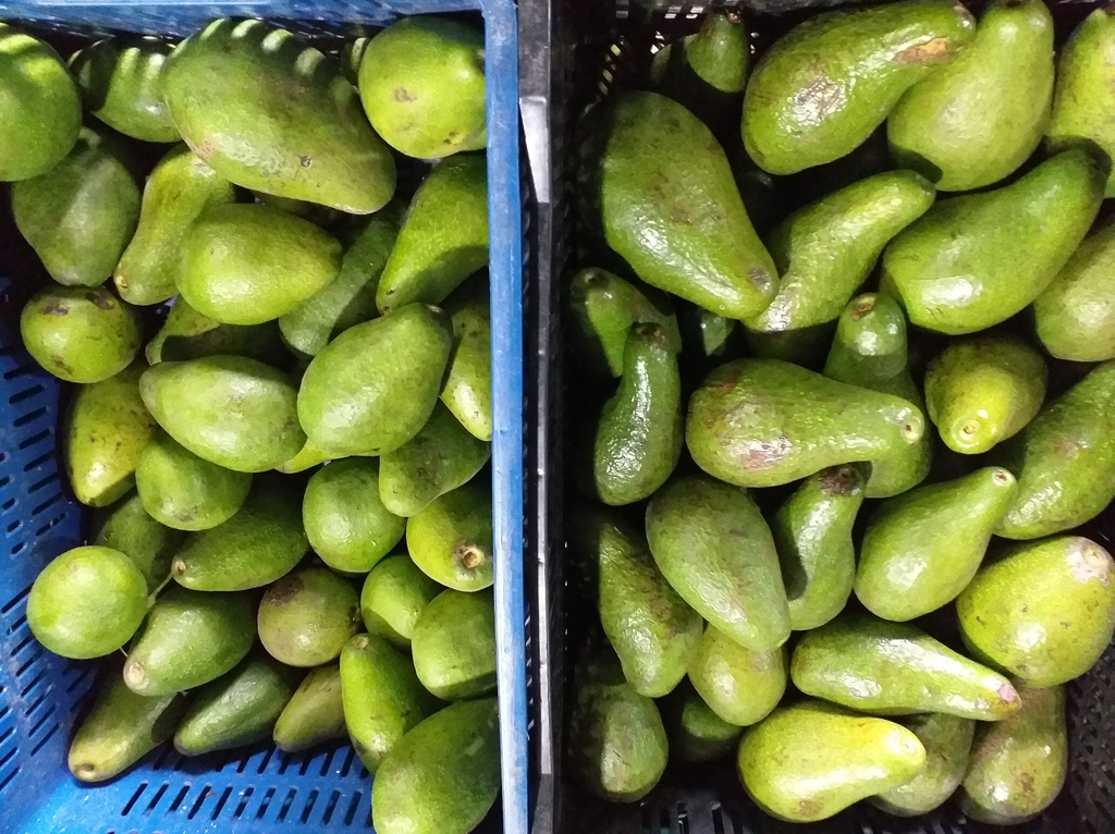 Aguacate criollo