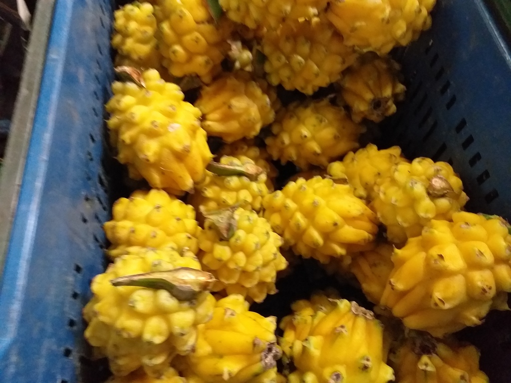 Pitaya
