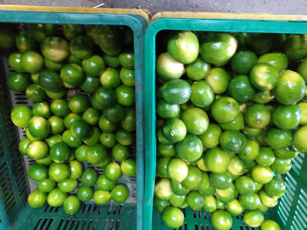 Limon tahiti