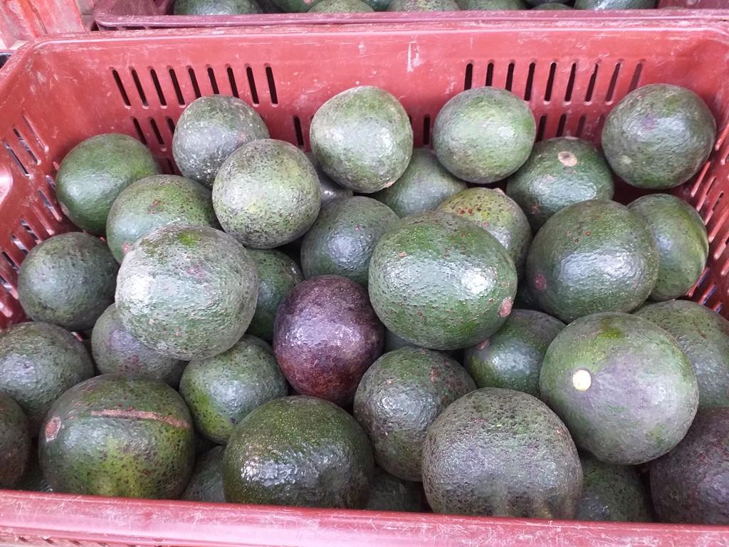 Aguacate reeds