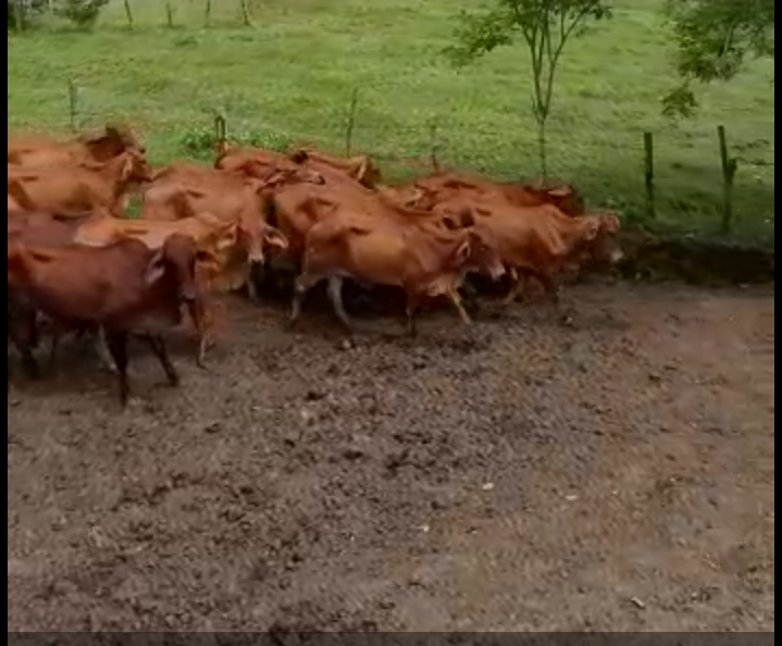 Novillas Brahman Rojo