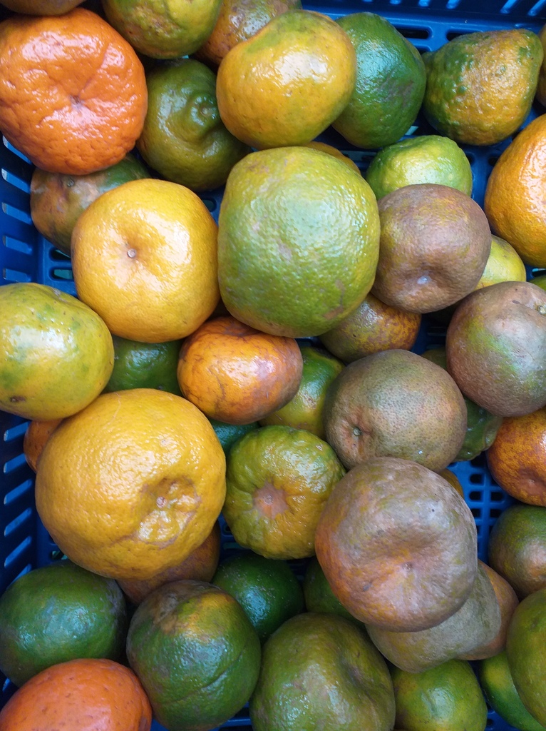 Mandarina oneca