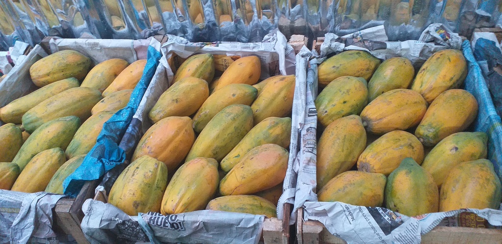 Papaya tainung