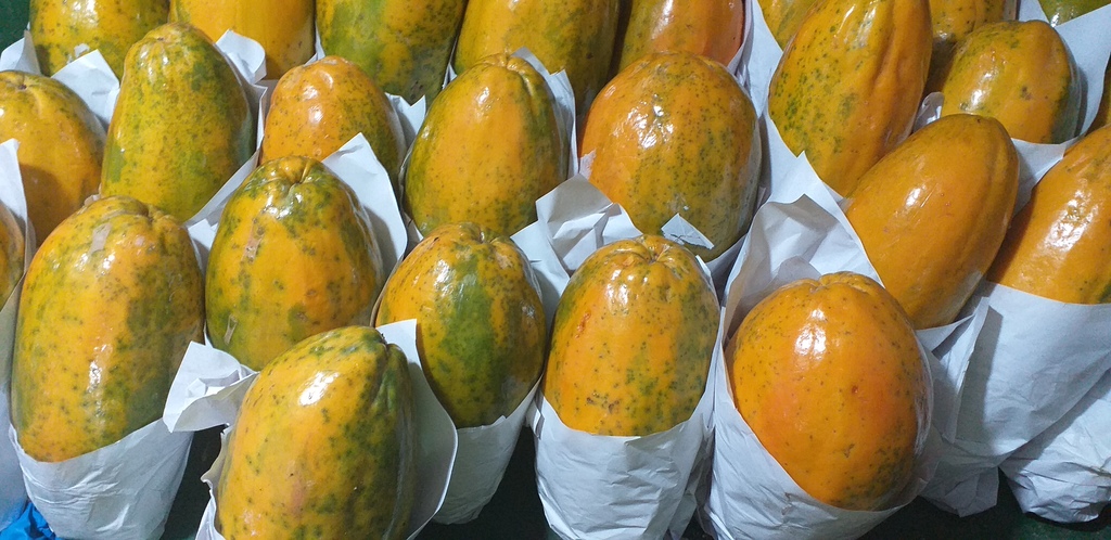 Papaya maradol