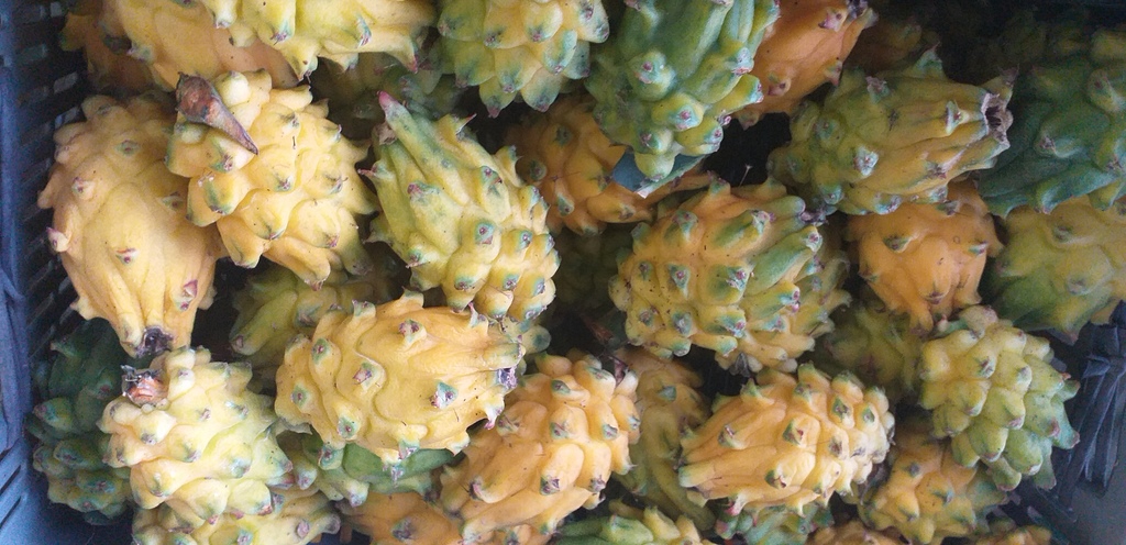Pitahaya del huila