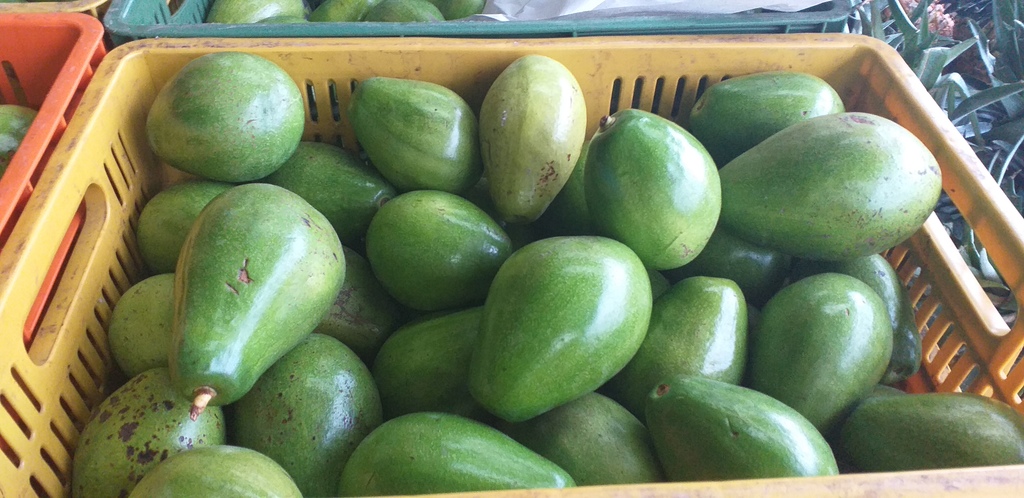 Aguacate papelillo
