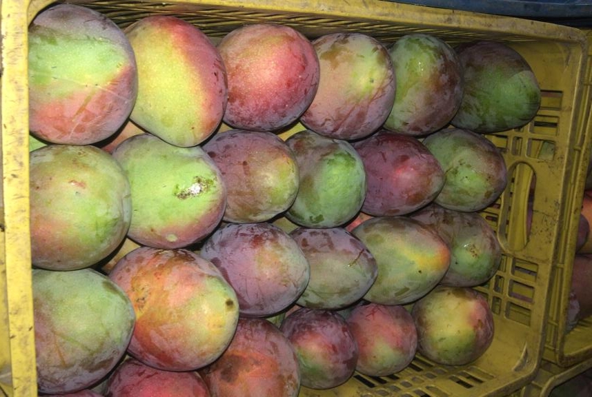 Mango tommy cundinamarca