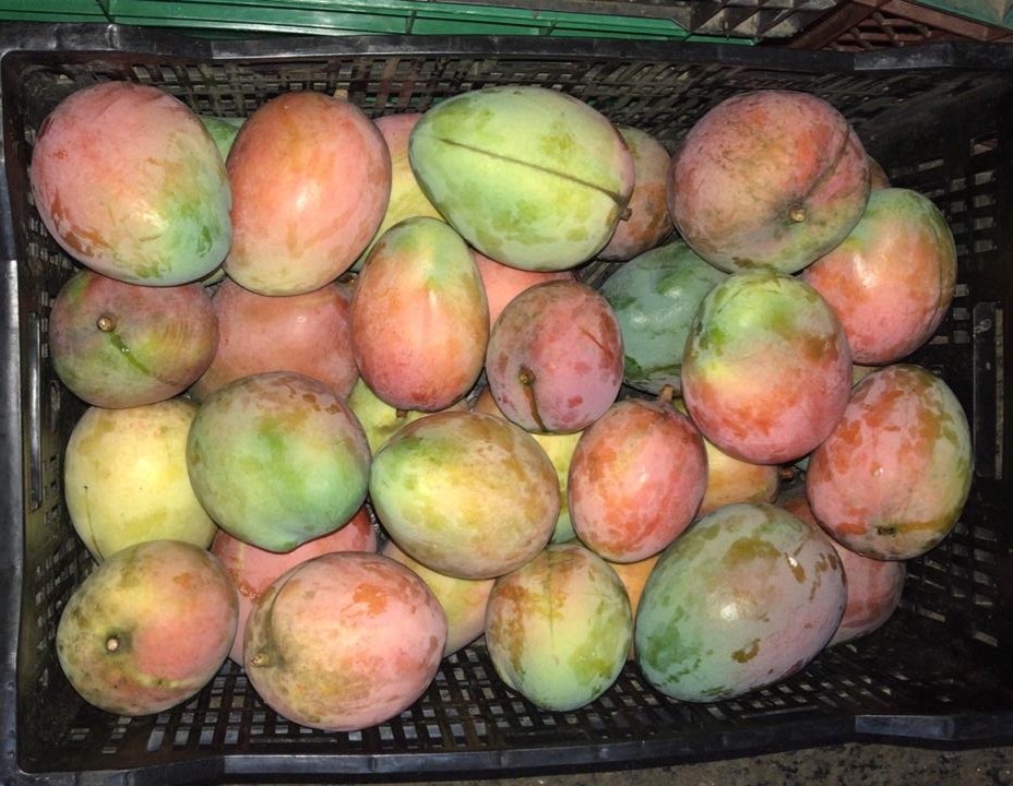 Mango farchi de 1ra