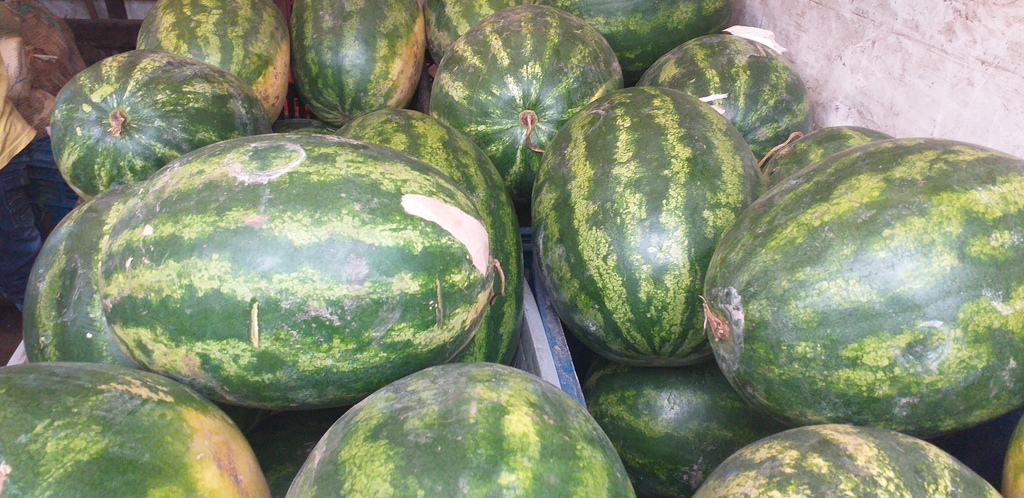 Sandia gruesa