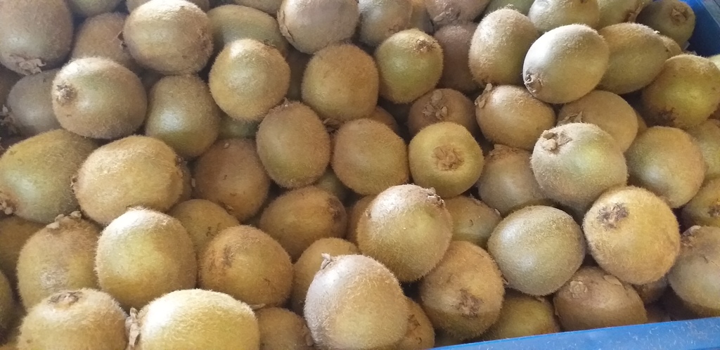 Kiwi
