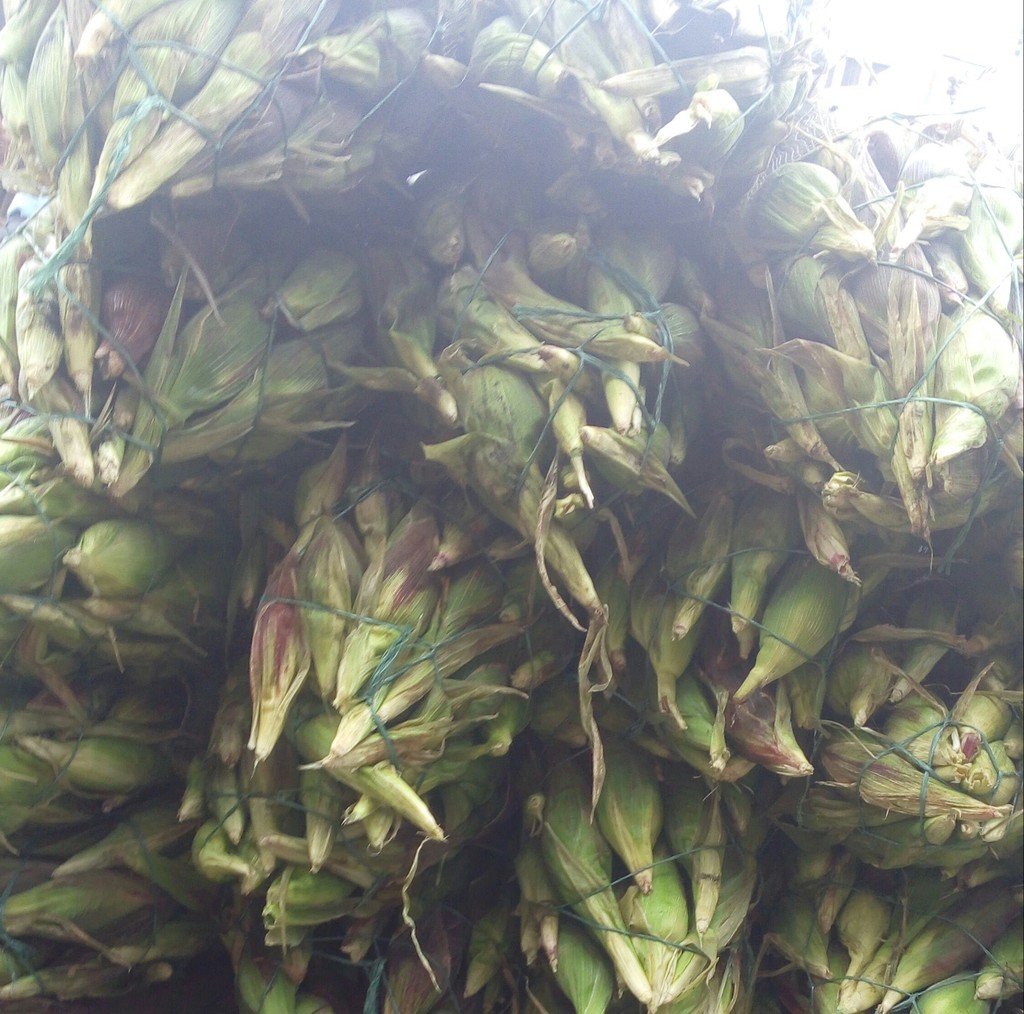 mazorca gruesa