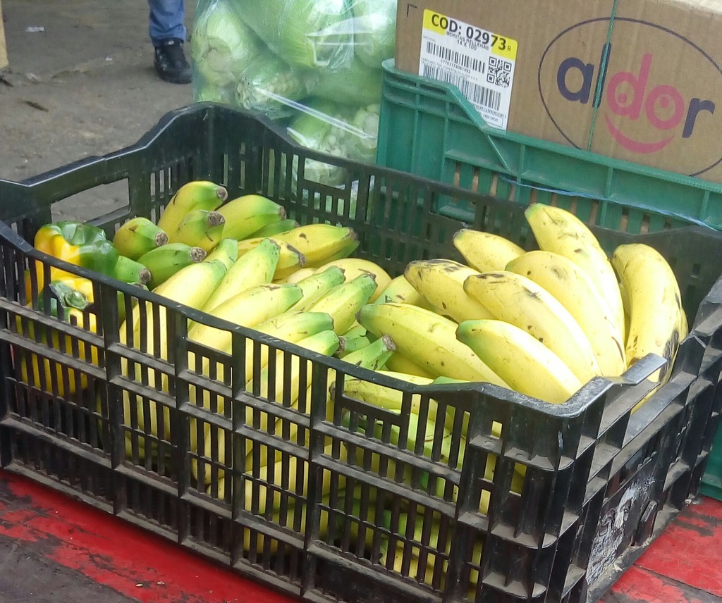 Banano criollo