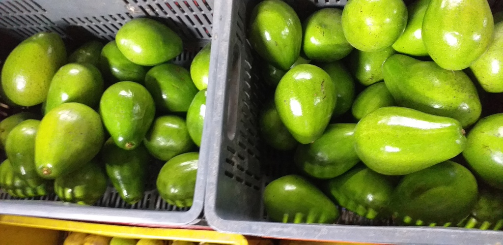 Aguacate papelillo