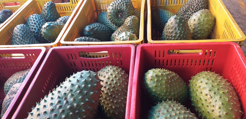 Guanabana