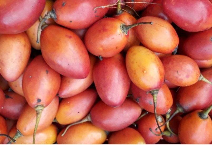 Tomate de árbol