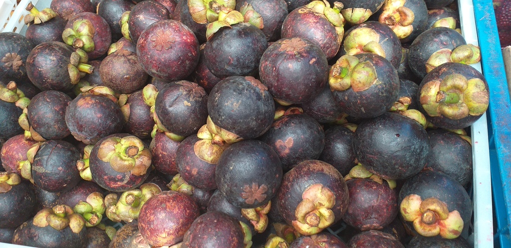 Mangostino