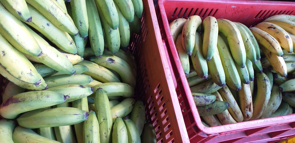 Banano criollo