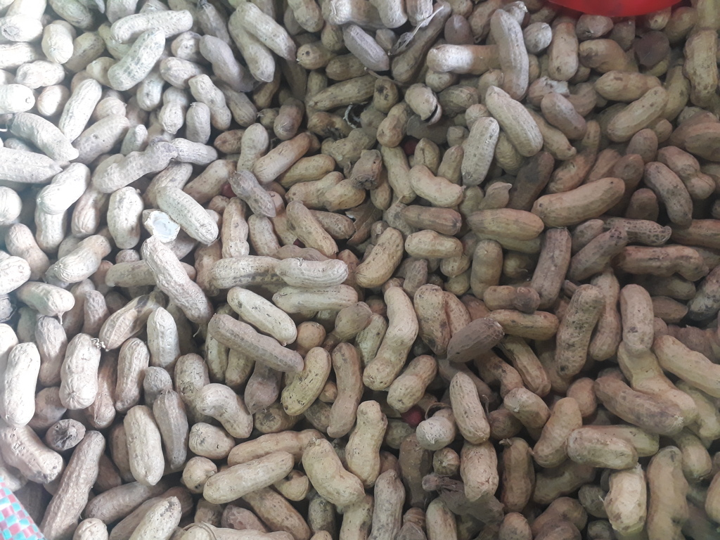 Cacaguate