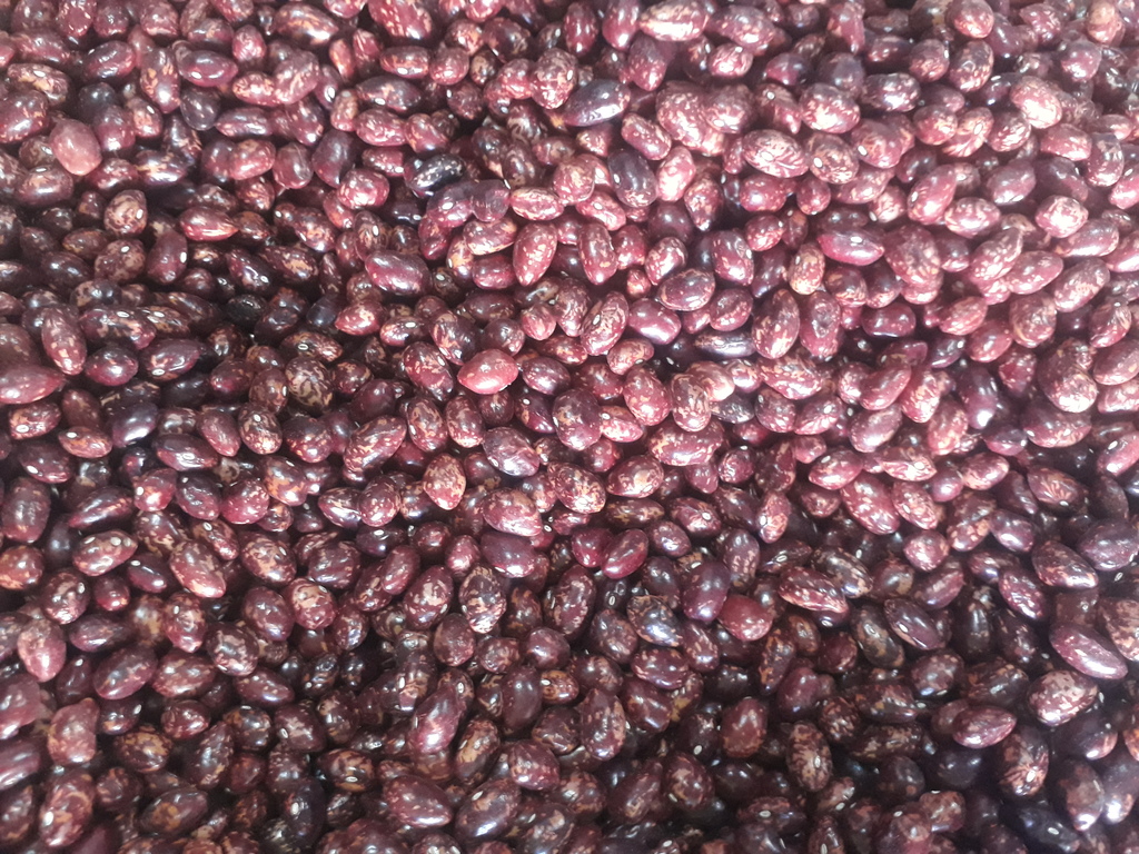 Frijol bola roja