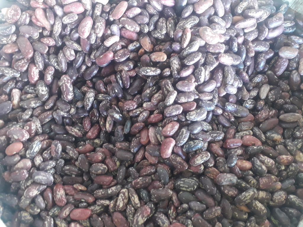 Frijol calima
