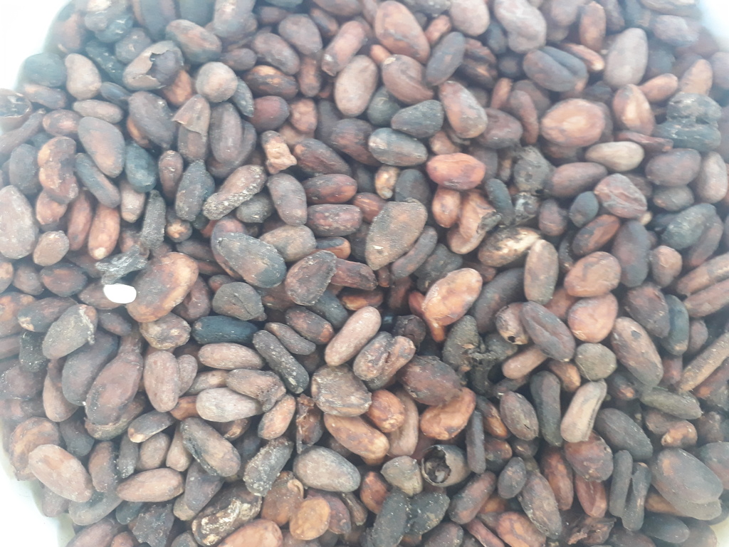 Cacao