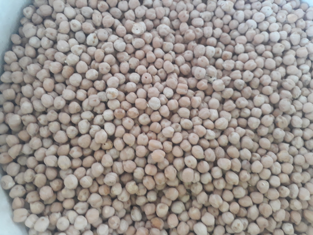 Garbanzo
