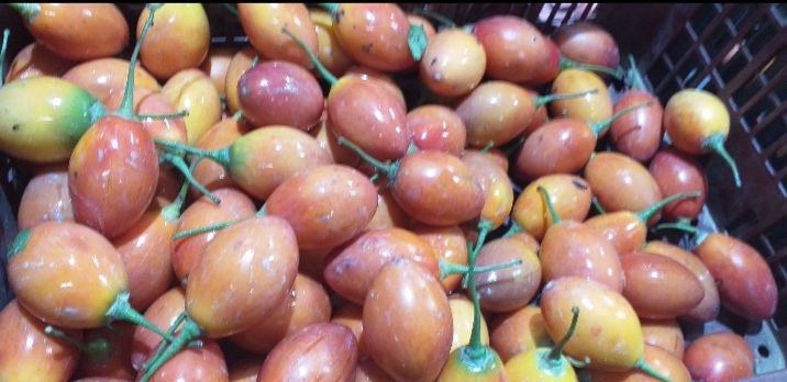 Tomate de arbol