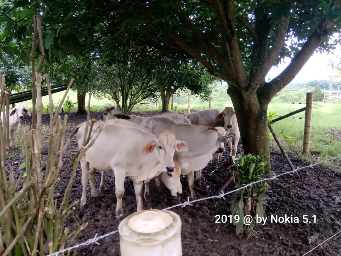 Vendo terneras Brahman cebú  pereira