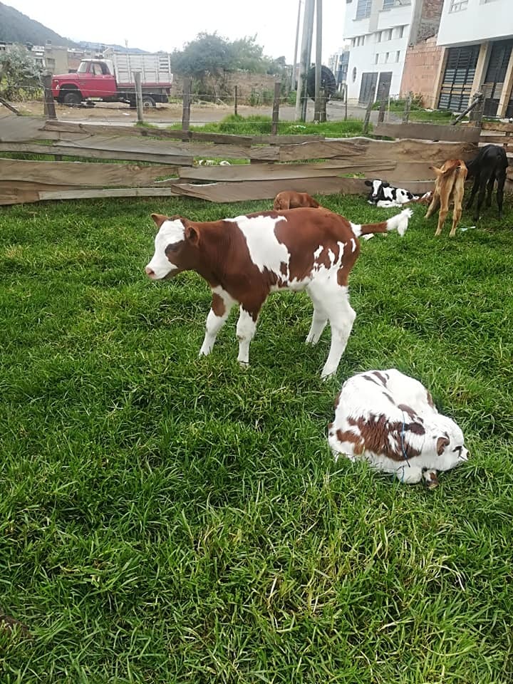 Terneras Holstein Rojo y Negro