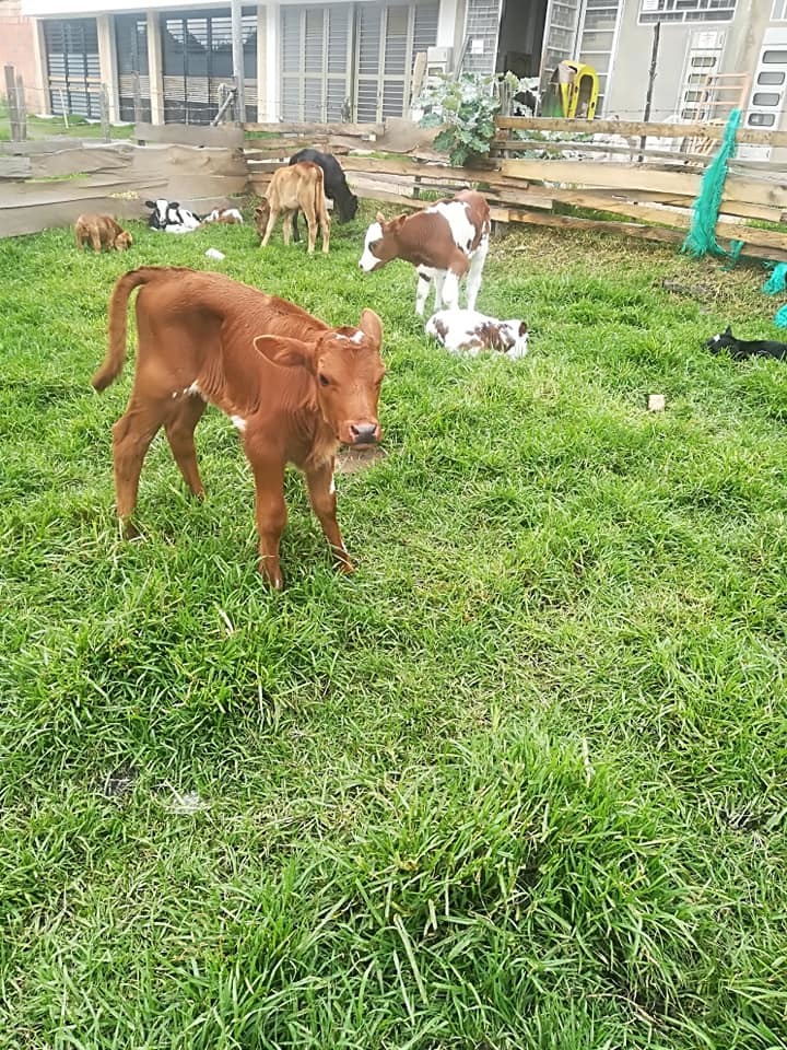 Terneras Jersey,  Jerhol, Ayrshire Excelente Genetica