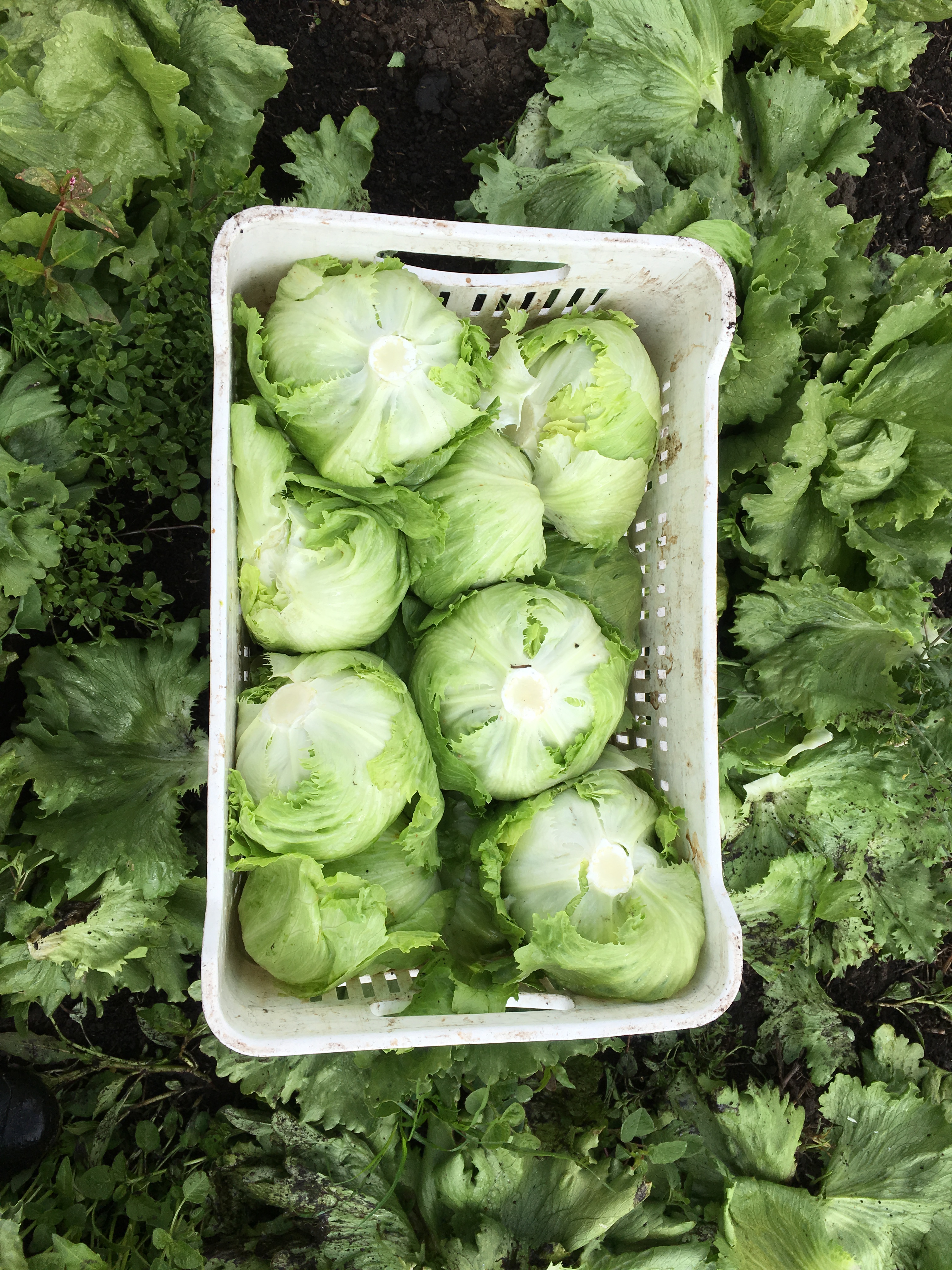 Lechuga batavia