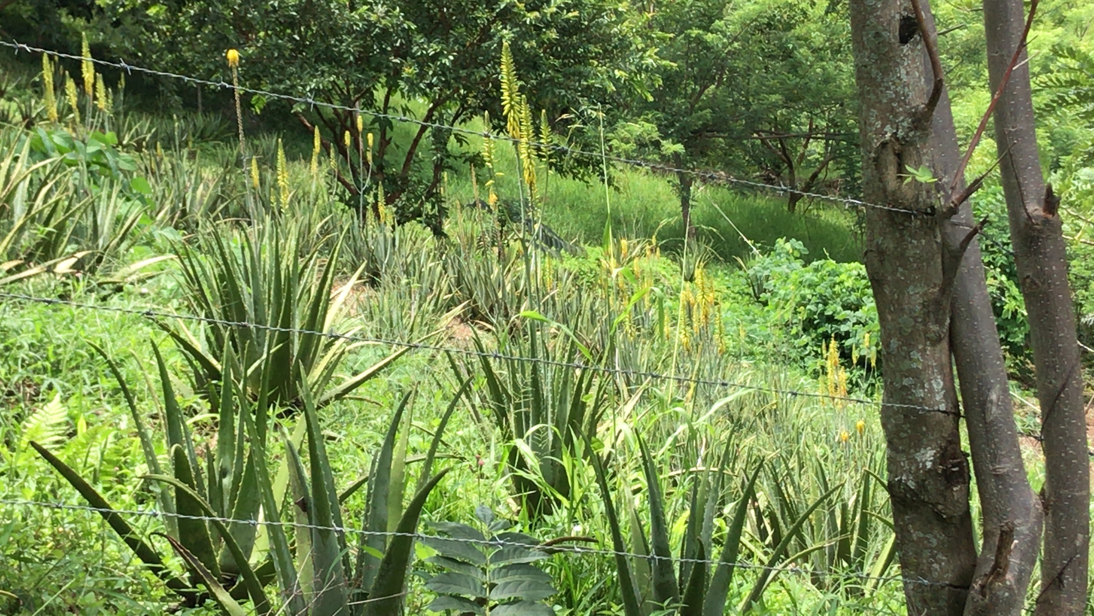 Hojas de sabila, penca de sabila
