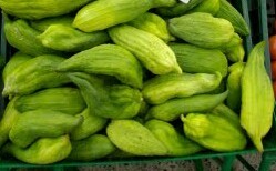 Pepino de guiso