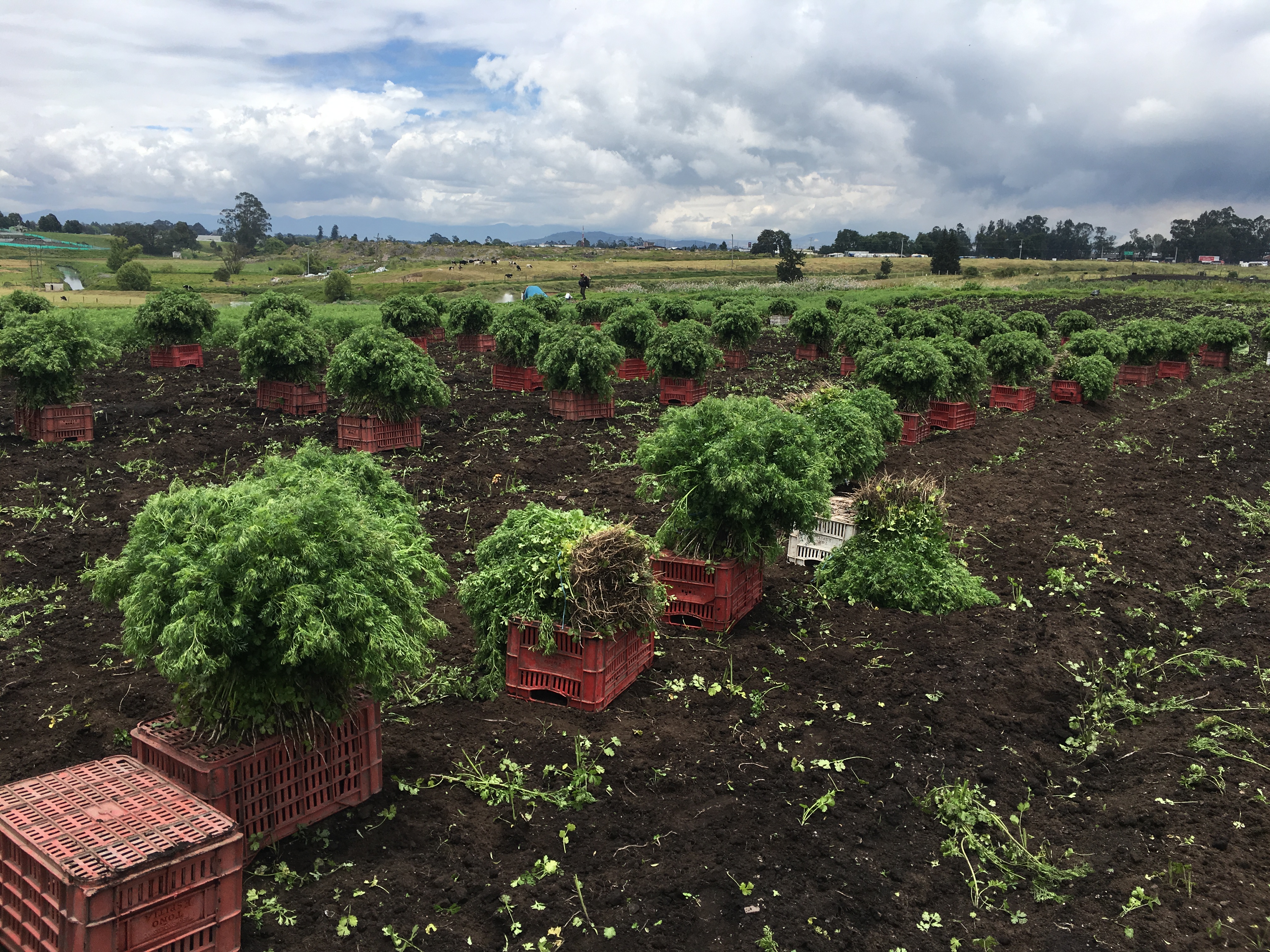 Cilantro