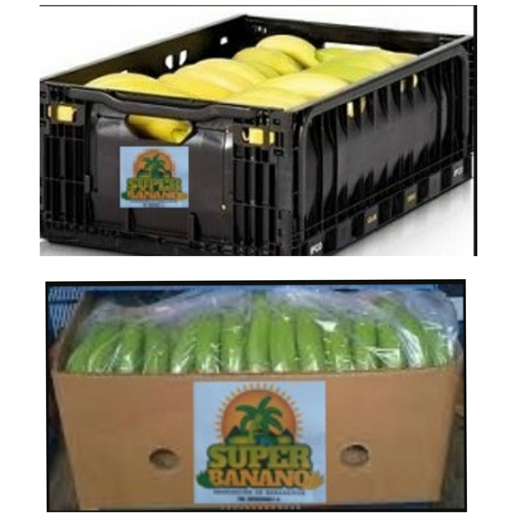 Banano Criollo ref Gros Michell