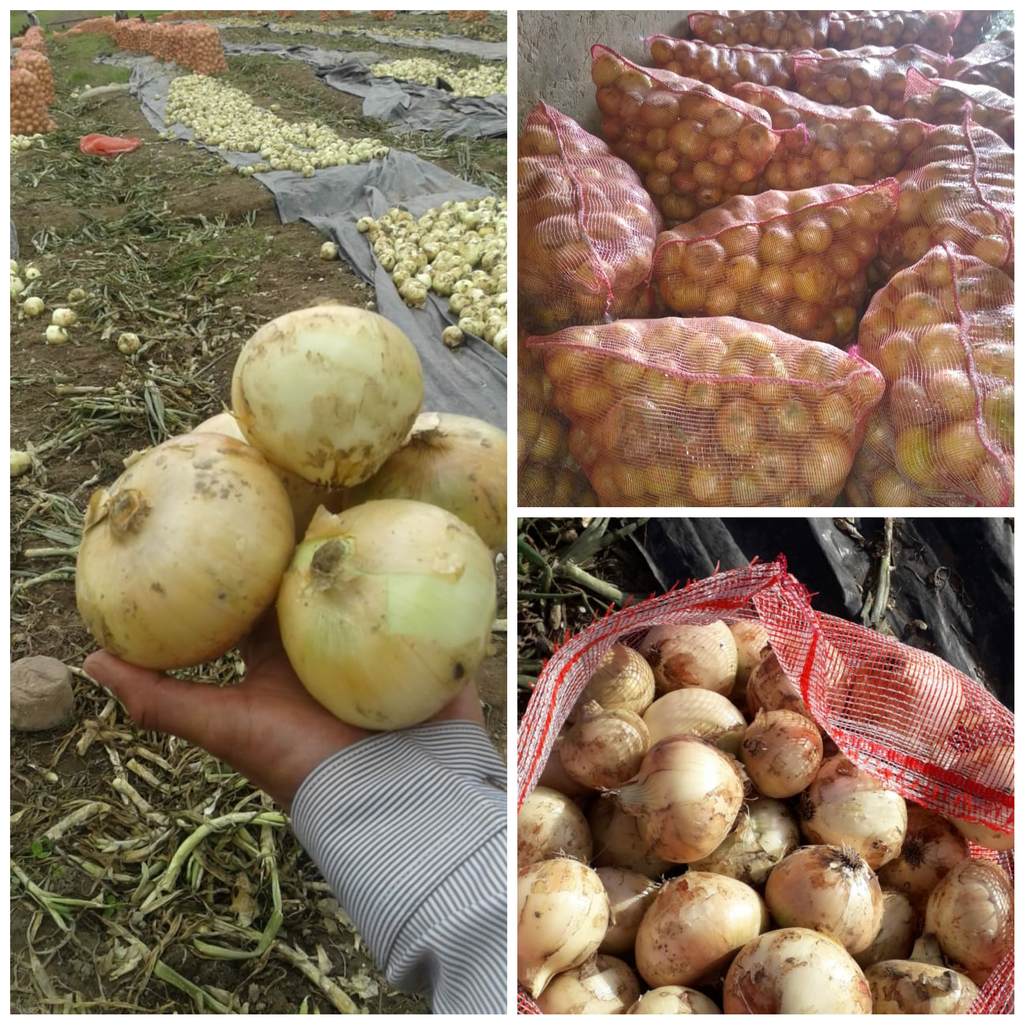 Cebolla blanca cabezona