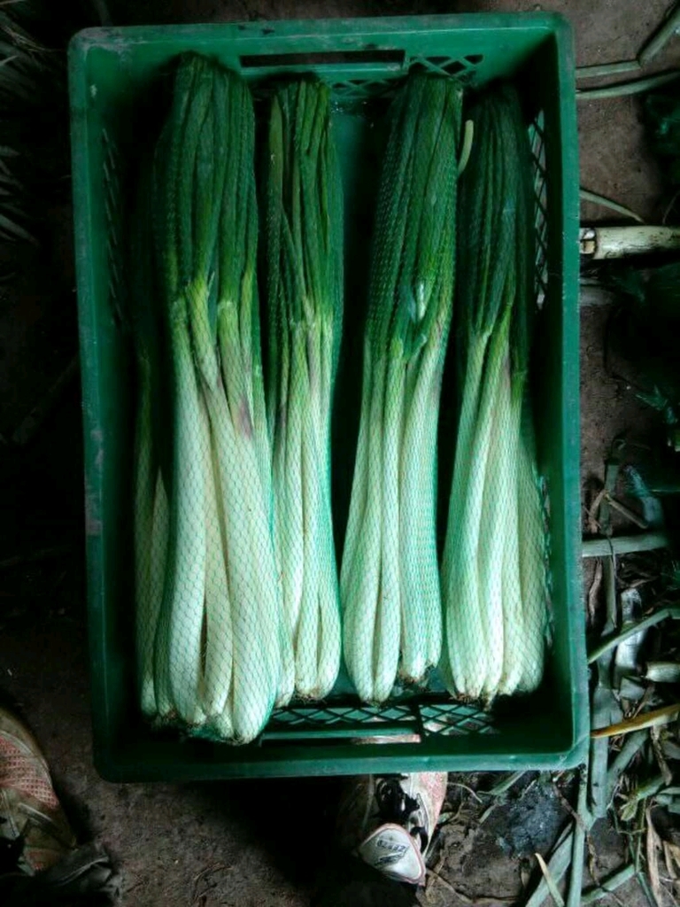 Cebolla larga