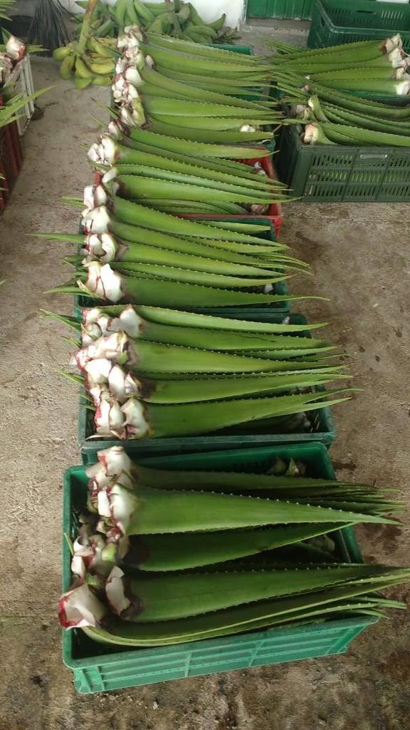 Sábila de primera entre 500 gr y 750 gr hoja