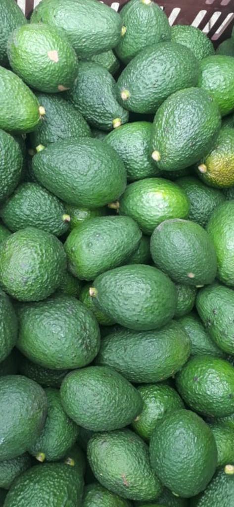 Aguacate Hass