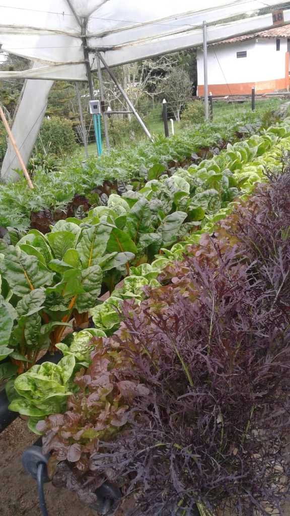 Lechuga crespa morada