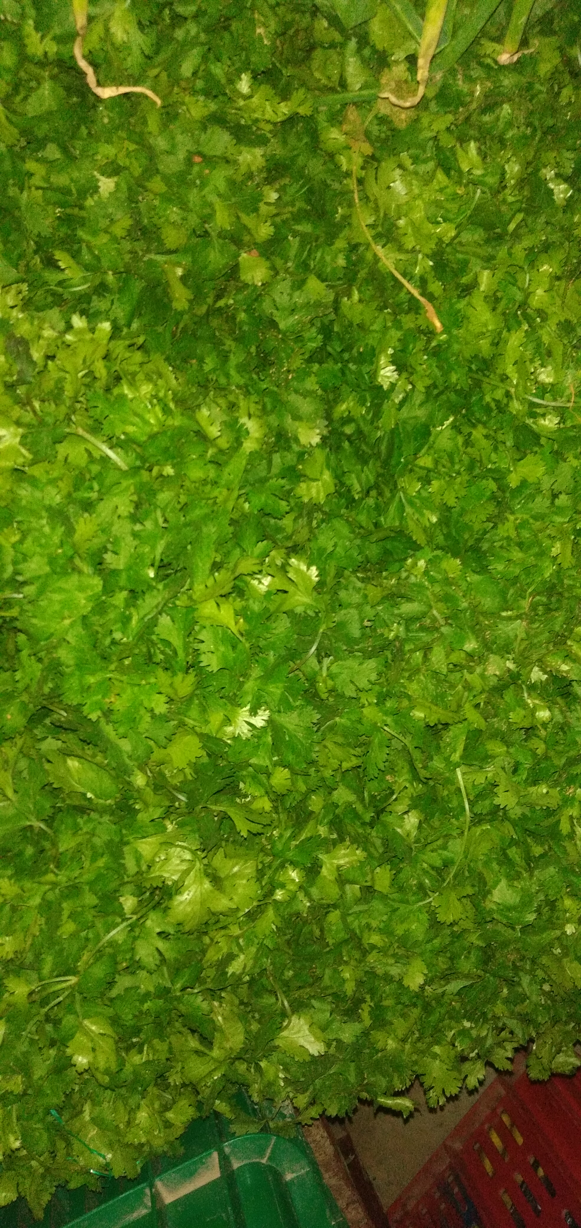 Cilantro