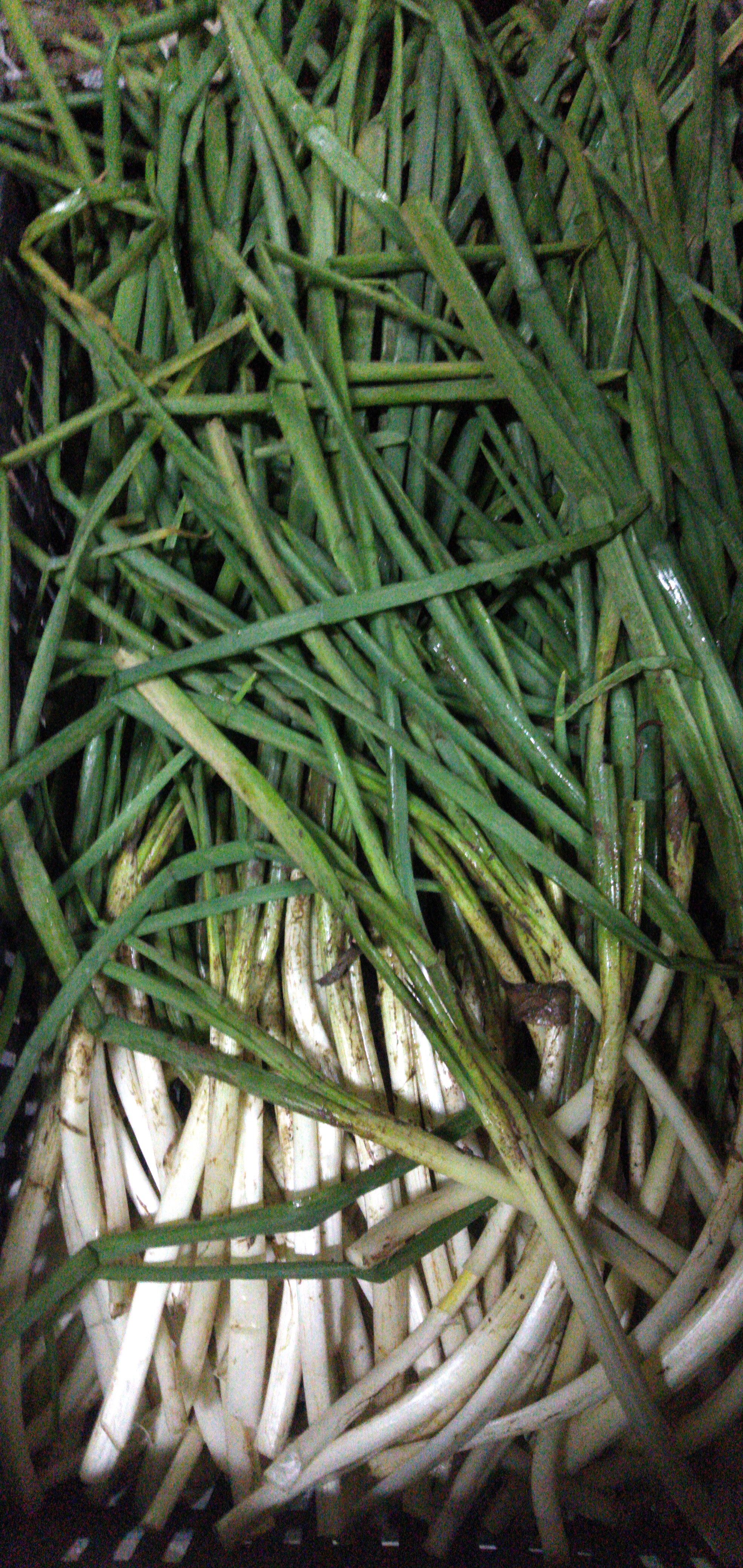 Cebolla de rama