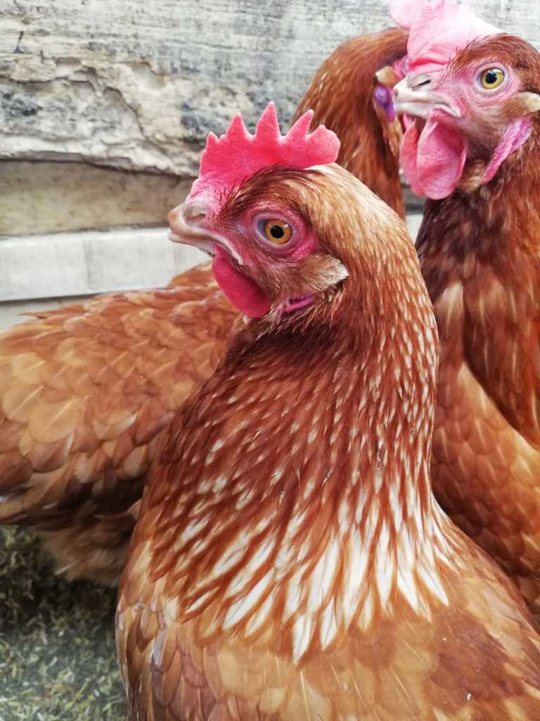 Gallina ponedora raza hy línea rubia
