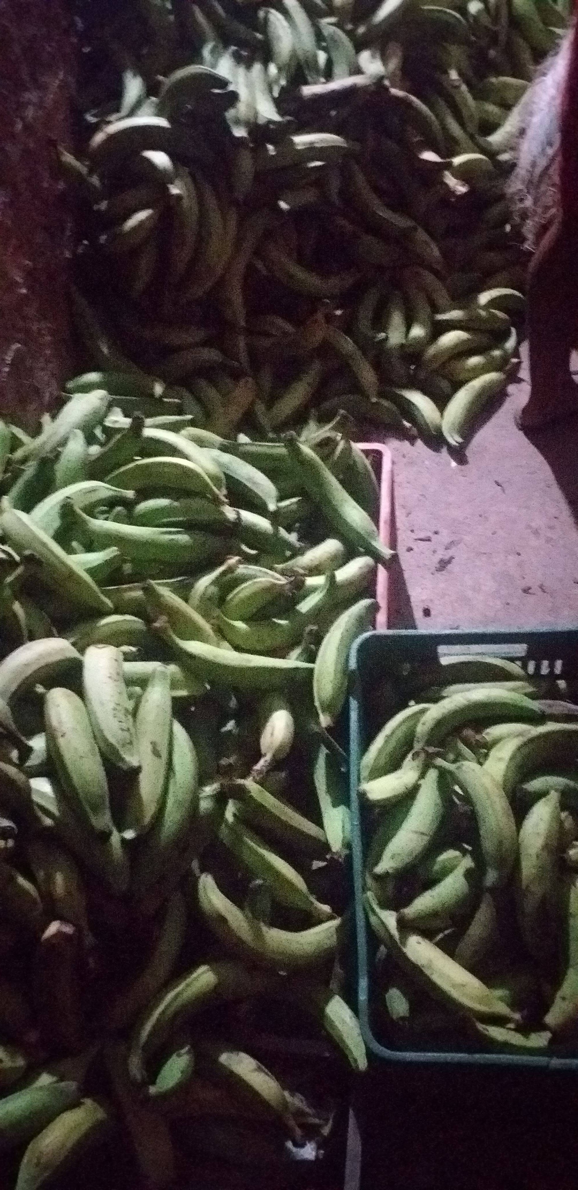 Platano