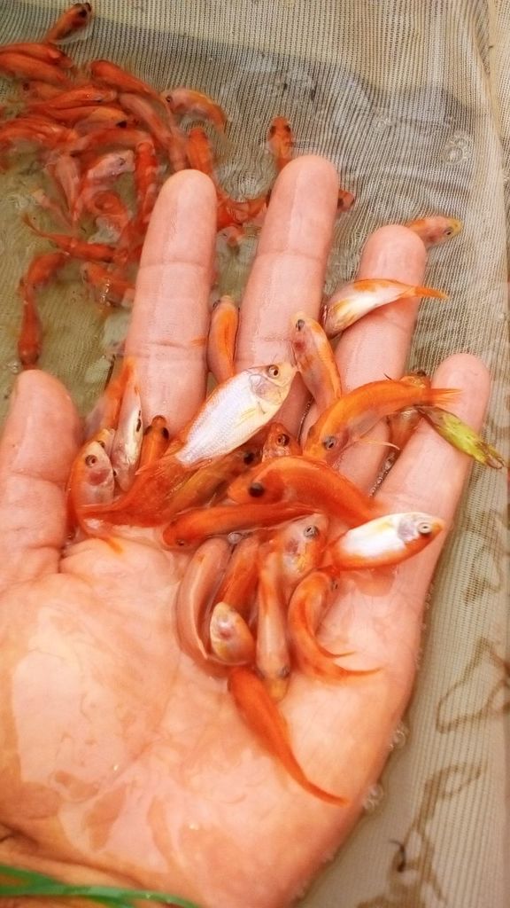 Alevinos de tilapias