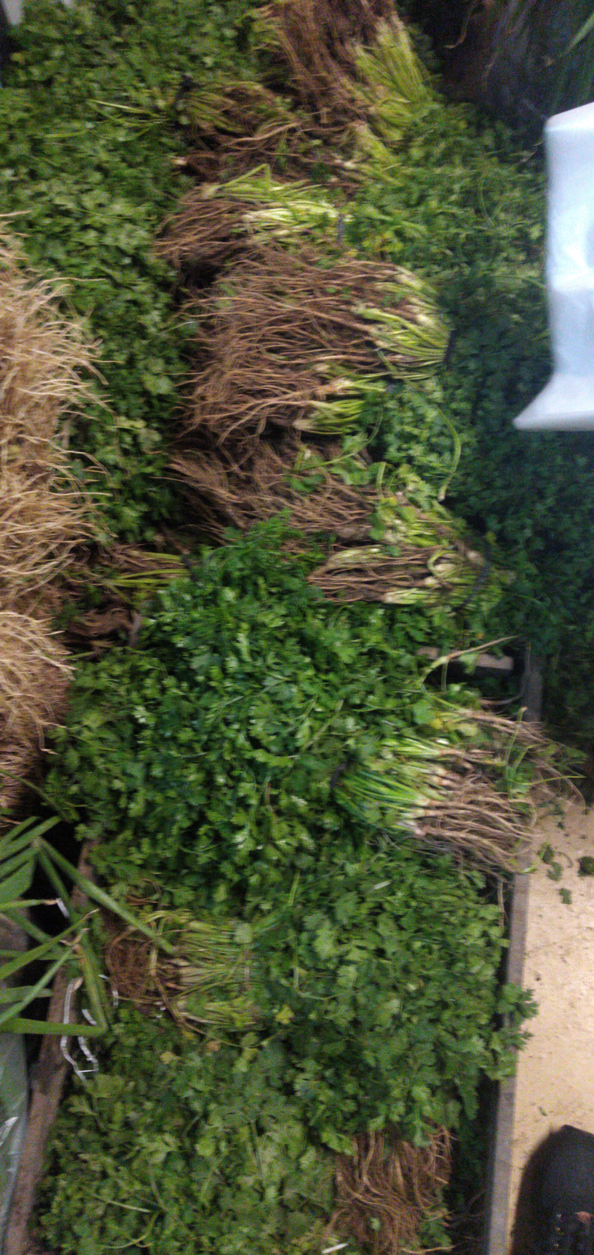 Cilantro